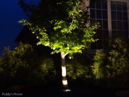 DIY Landscape Lights - Tree close up at night